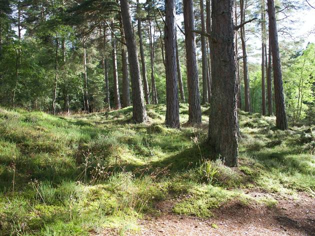 Les balades en forêt sont de nouveau autorisées Forêt