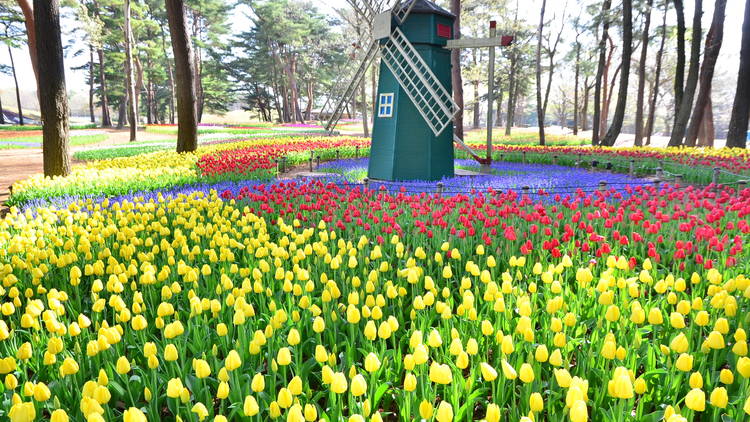 Hitachi Seaside Park