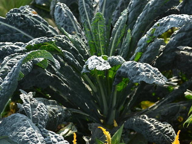 kale brooklyn botanic