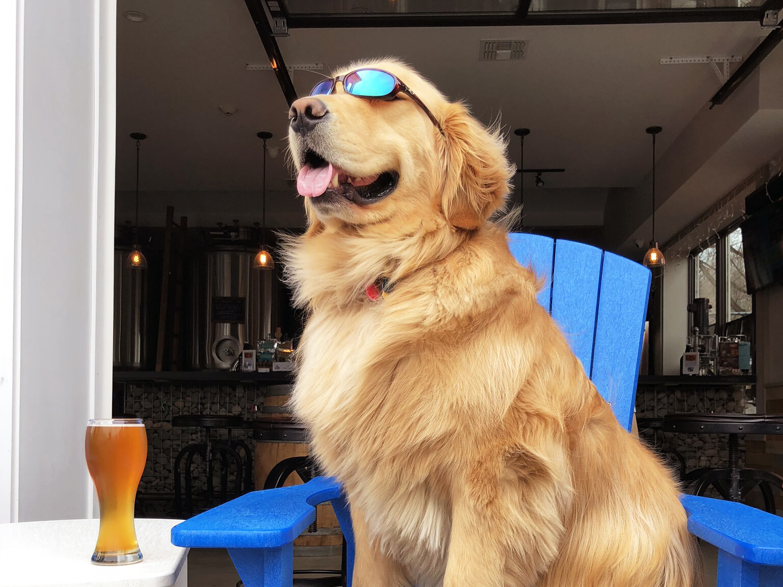 Golden retriever