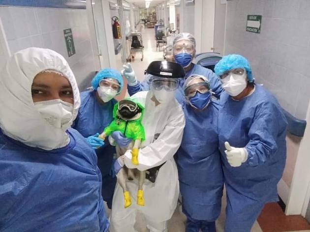 Personal médico del hospital 20 de Noviembre en México recibe terapia de un pug
