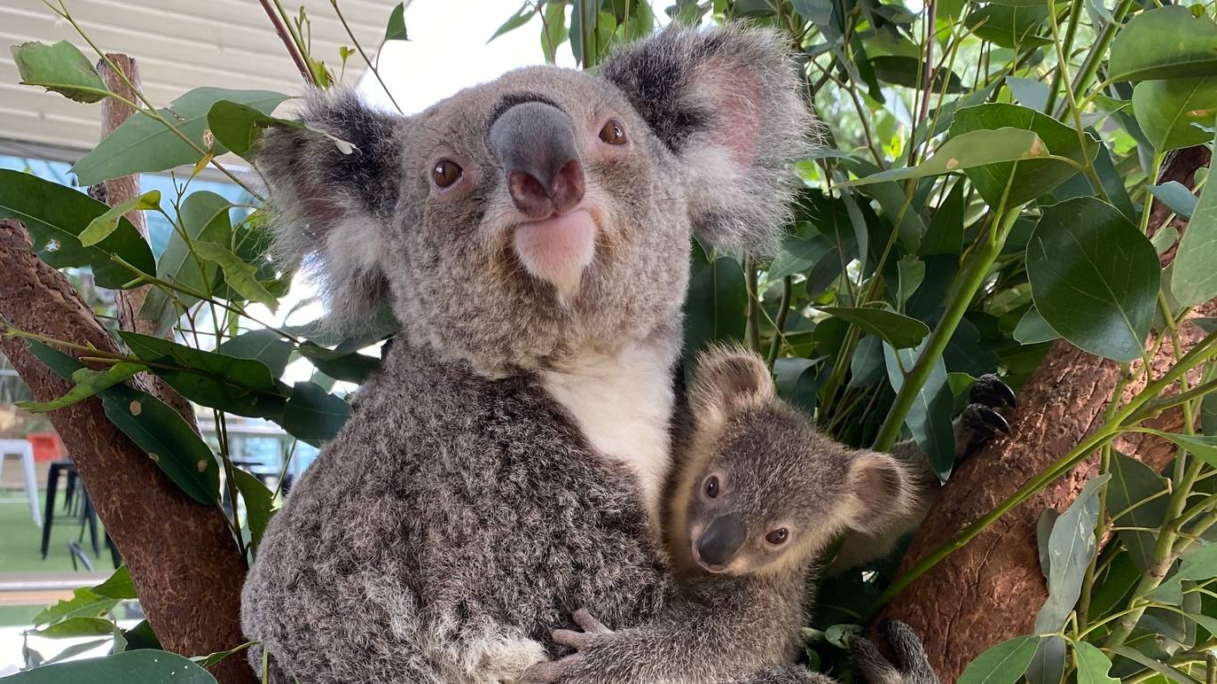 10 places to see animals in Sydney