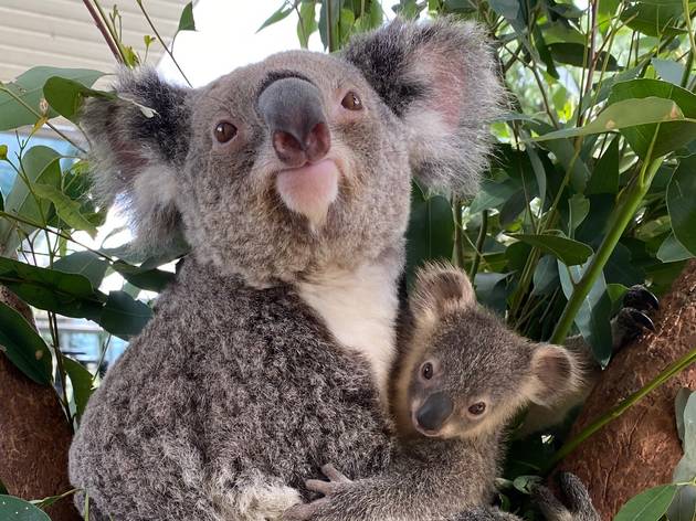 A Baby Koala Has Just Emerged From Her Mum S Pouch At This Sydney Zoo