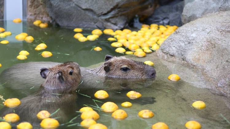 Capybara in onsen bath with yuzu