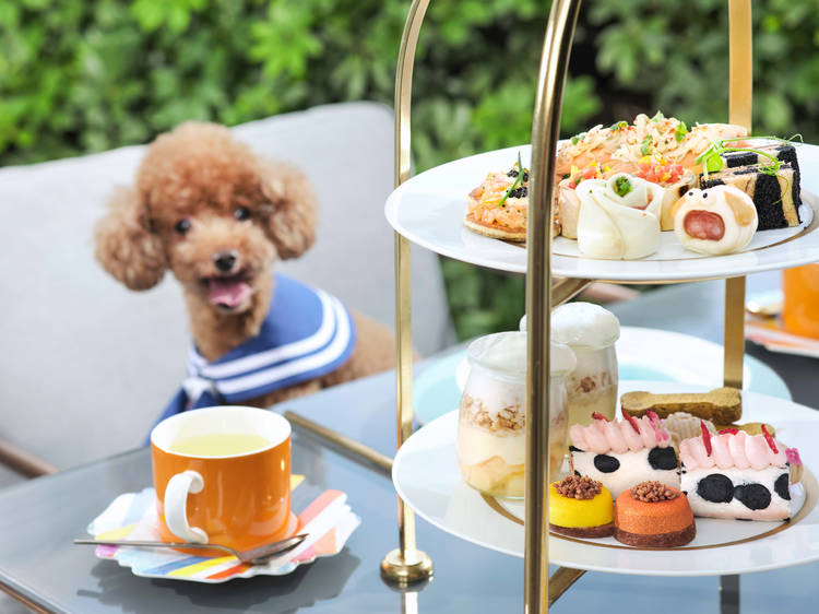 Dog-friendly restaurants and cafes in the city