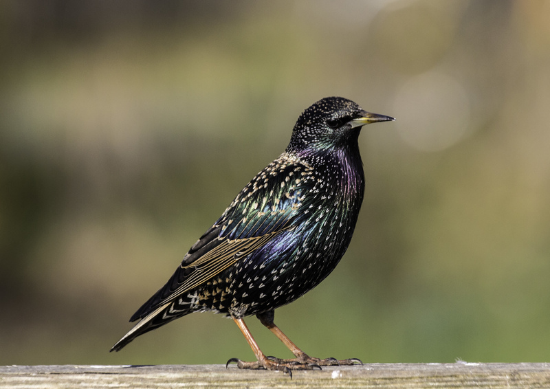 A wildlife expert reveals ten beautiful birds you can spot in London