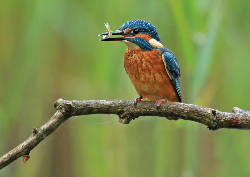 Photograph: Jon Hawkins