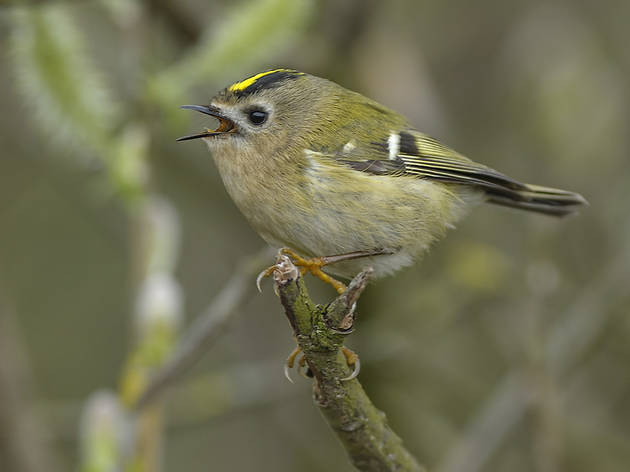A wildlife expert reveals ten beautiful birds you can spot in London Photograph: John Bridges