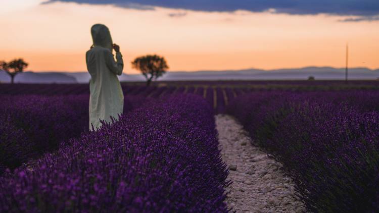 Le plateau de Valensole