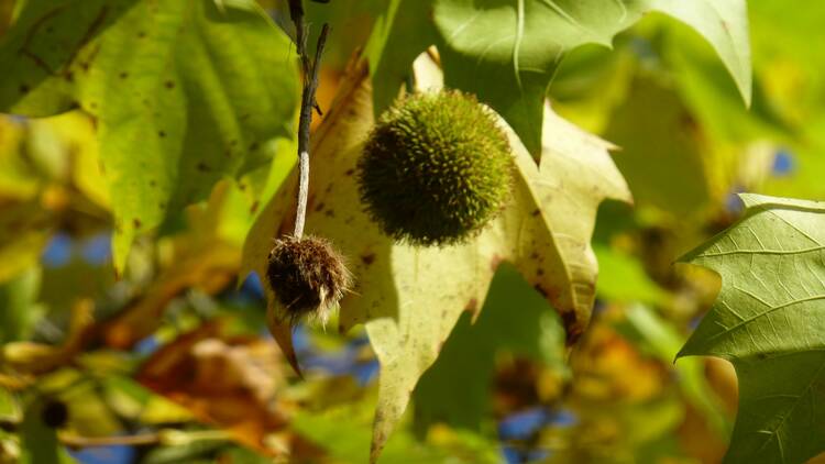 London plane tree