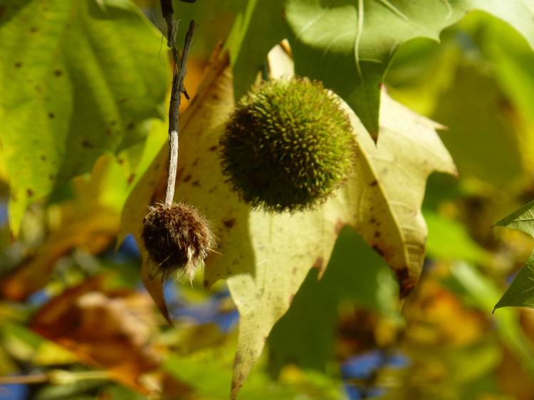 London plane tree