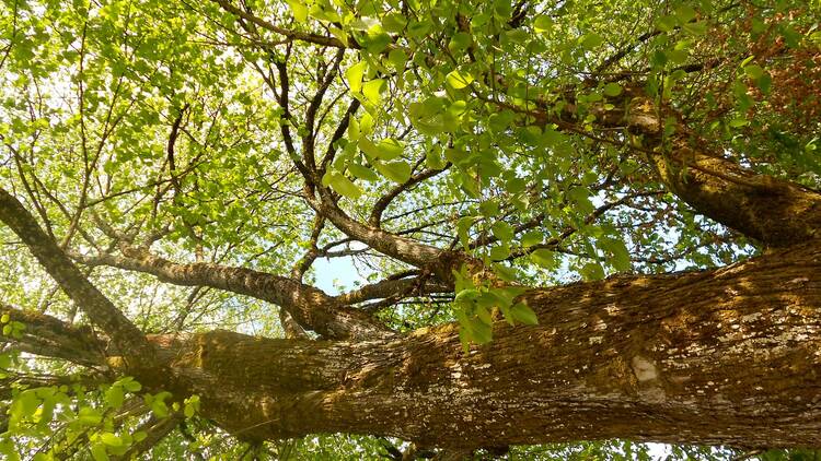 English elm