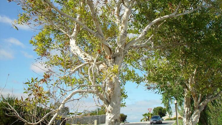 Paperbark