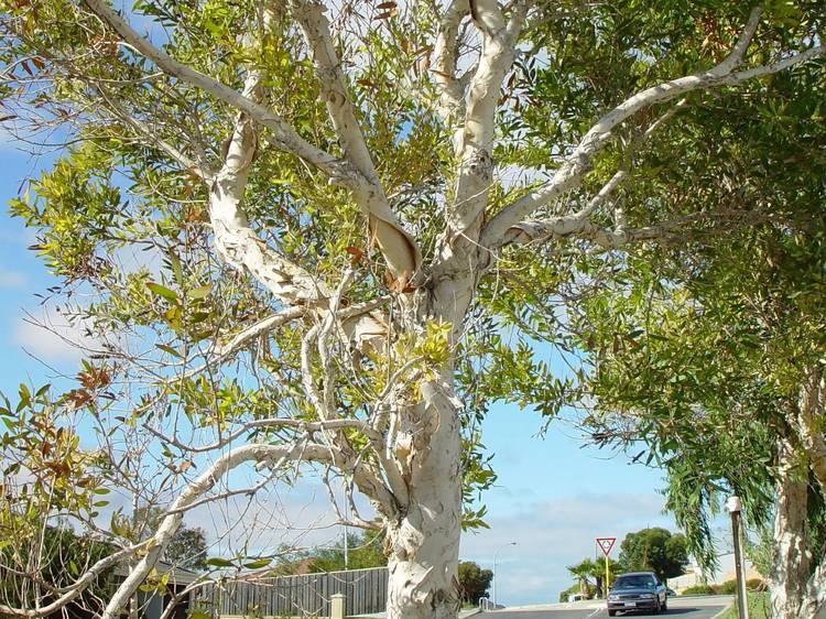 Paperbark