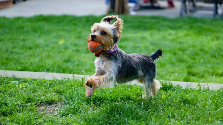 Dog with ball in mouth