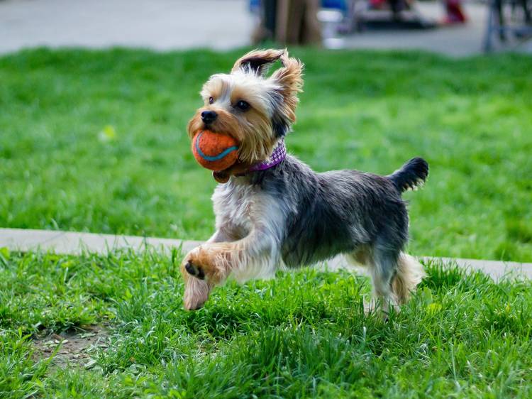 Dog with ball in mouth