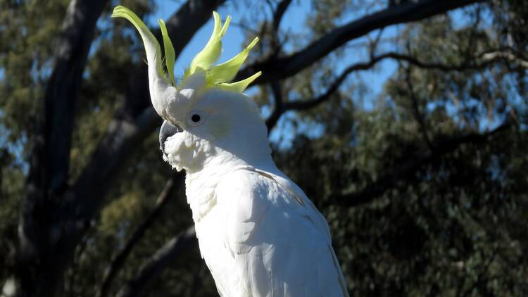 Sulphur-crested cockatoo