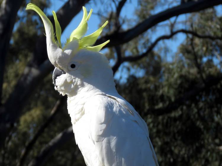 Sulphur-crested cockatoo