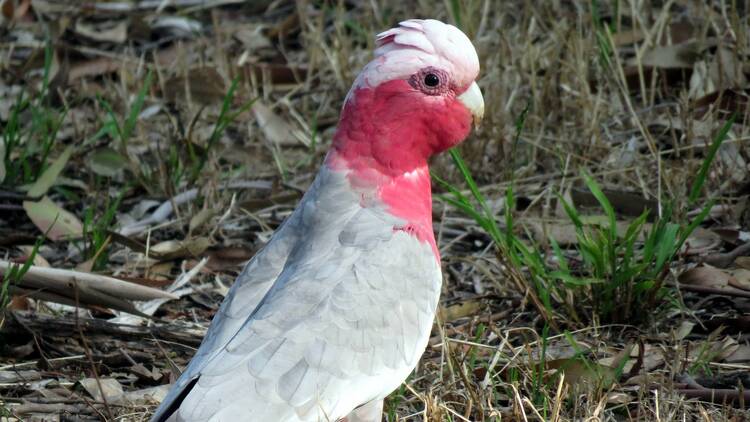 Galah