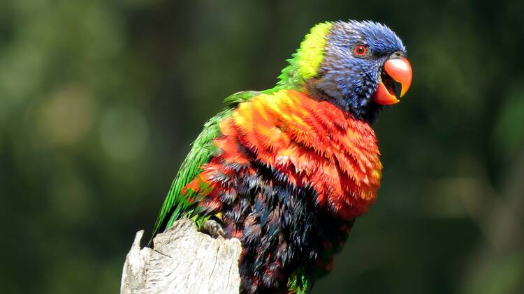 Rainbow lorikeet