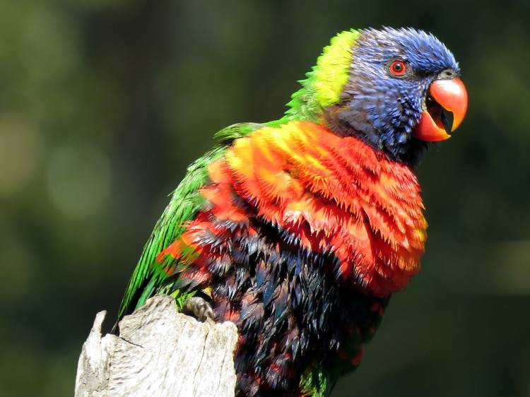 Rainbow lorikeet