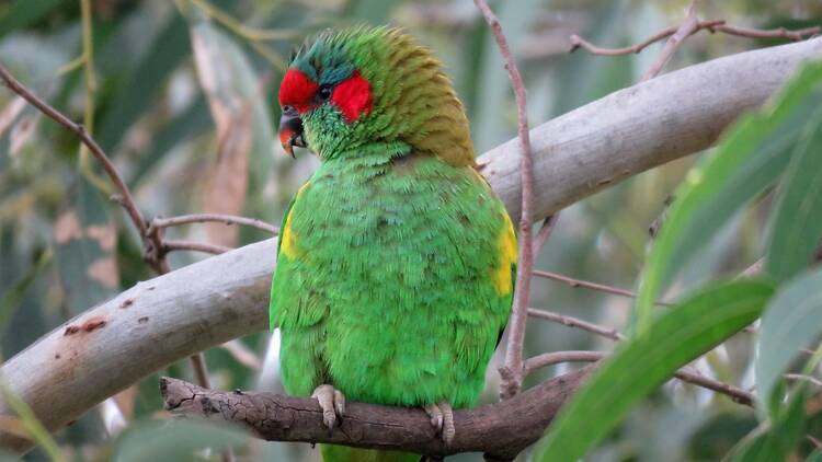 Musk lorikeet