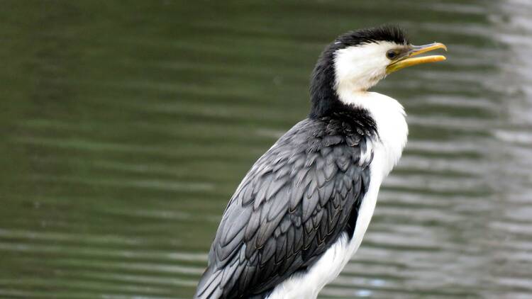 Little pied cormorant