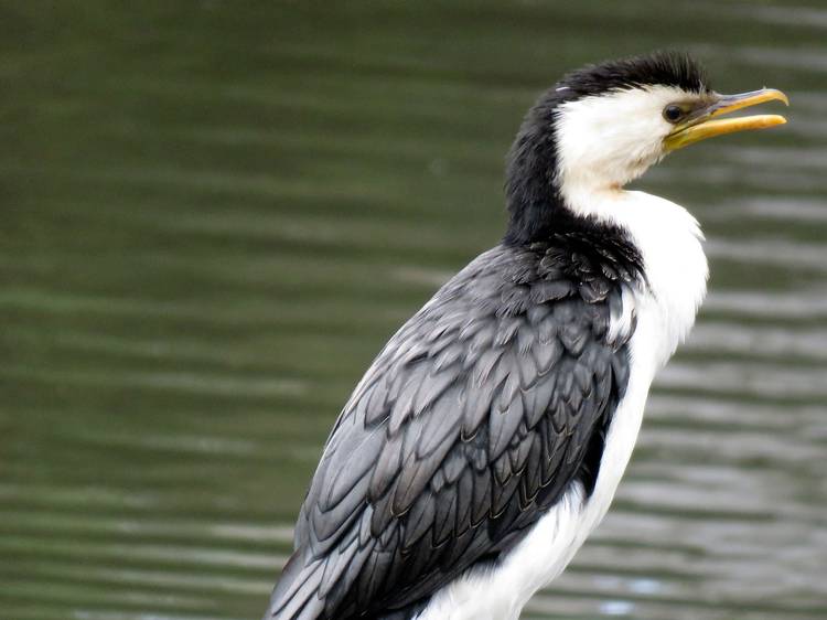 Little pied cormorant