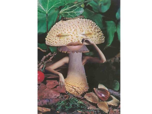 ‘Mushrooms: The Art, Design and Future of Fungi’ online exhibition ‘Mushrooms: The Art, Design and Future of Fungi’ online exhibition