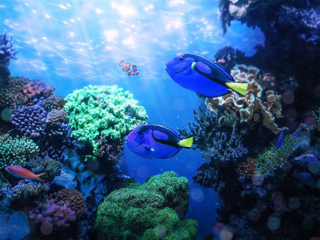 Best live aquarium cams Best live aquarium cams