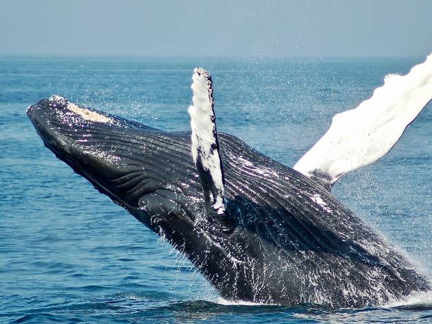 Whale breaching Whale breaching
