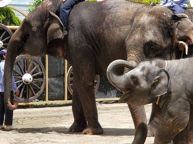 ゾウぬいぐるみで動物園を応援「コロナに負けないぞうキャンペーン」 市原ぞうの国