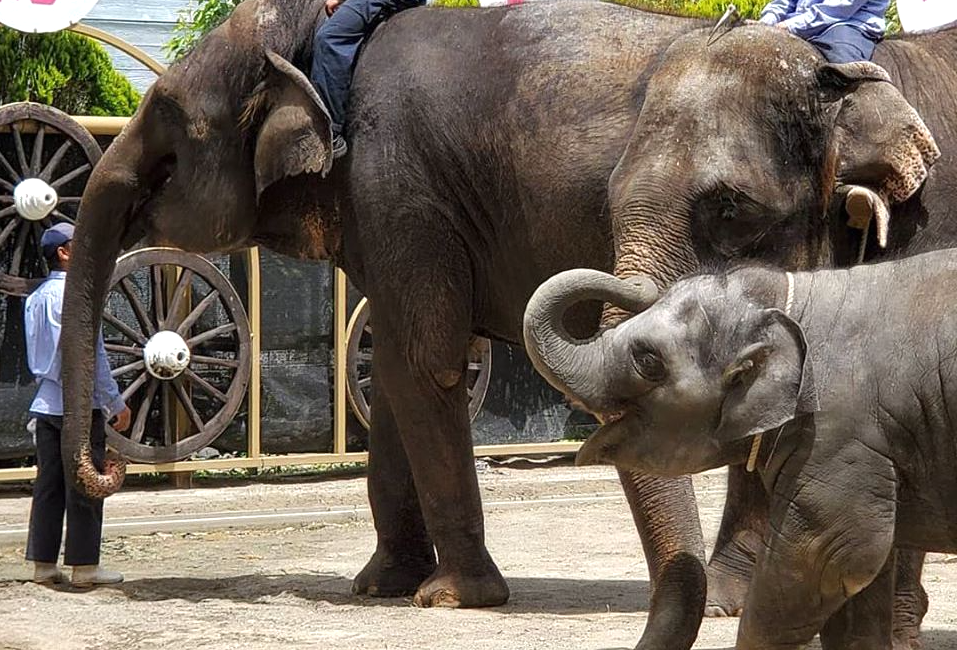 ゾウぬいぐるみで動物園を応援 コロナに負けないぞうキャンペーン