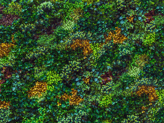 Jardí vertical Jardí vertical