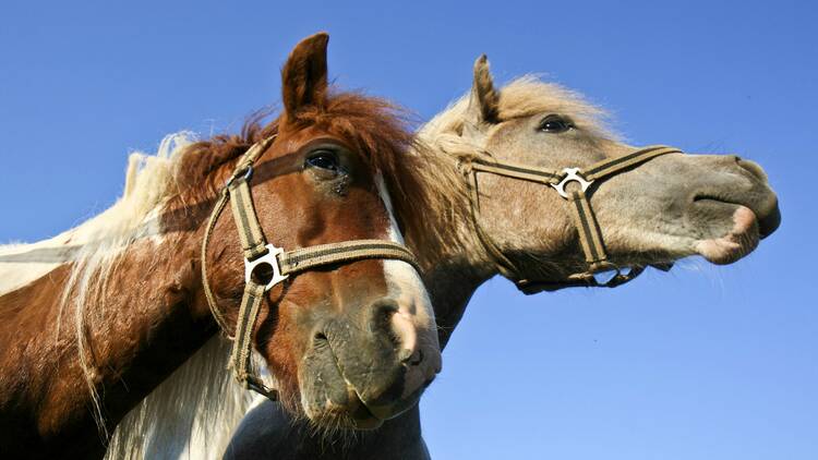 Discover nature on two wheels - or horseback