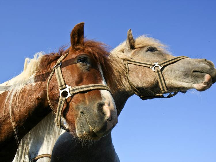 Discover nature on two wheels - or horseback