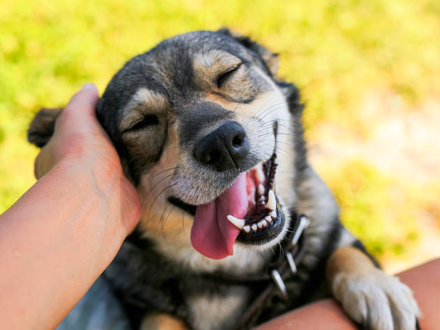 Rostro feliz de un perro al ser acariciado por una persona