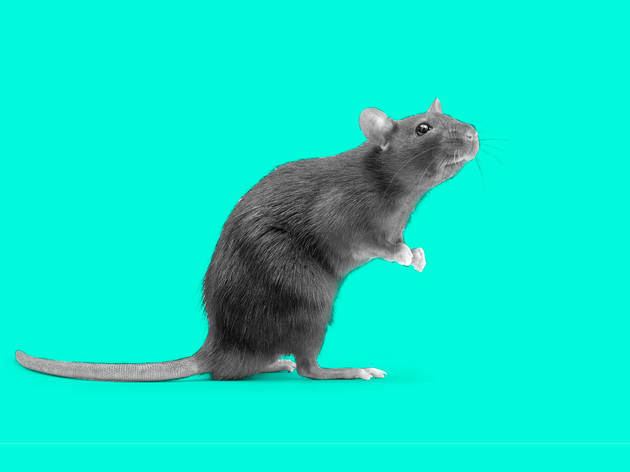 It’s not just you: the rats are everywhere Photograph: Shutterstock