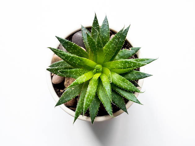 Planta de aloe vera Planta de aloe vera