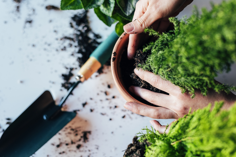 Tips para decorar tu hogar con flores secas - Garden Catalunya Plants (Sant  Vicenç dels Horts, Barcelona)