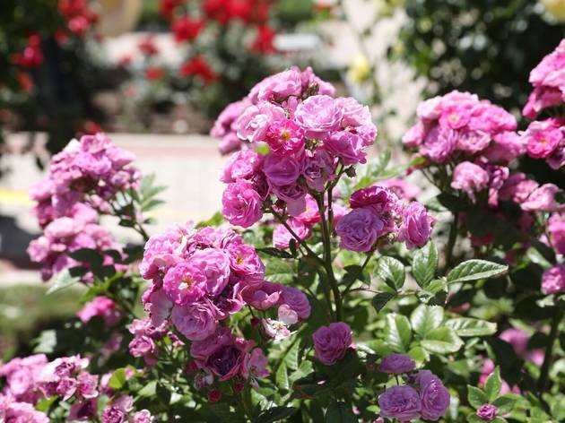 Rosa ganadora Concurso Popular rosa de Madrid 2019 Rosa ganadora Concurso Popular rosa de Madrid 2019