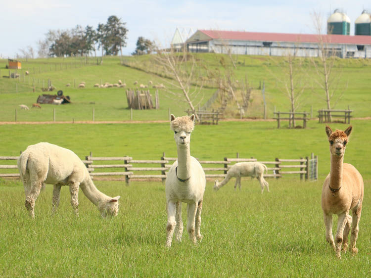 Mother Farm