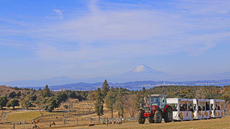 Mother Farm