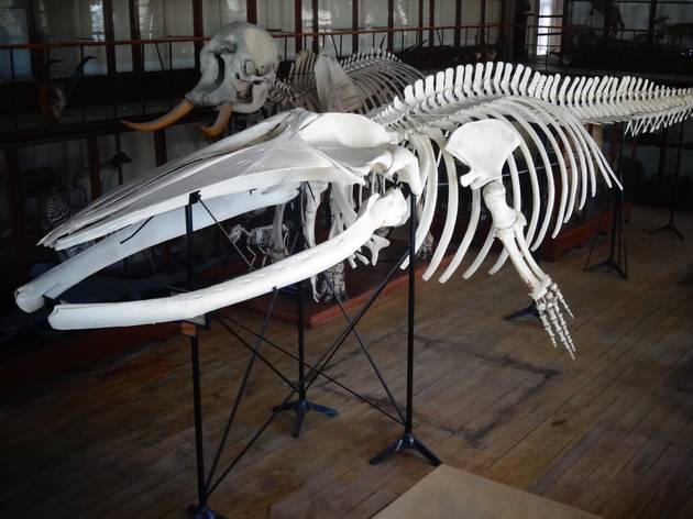 O esqueleto de baleia na Sala das Coleções Gerais do Museu de História Natural da Universidade do Porto (actualmente MHNC-UP), em 2015. O esqueleto de baleia na Sala das Coleções Gerais do Museu de História Natural da Universidade do Porto (atualmente MHNC-UP), em 2015.