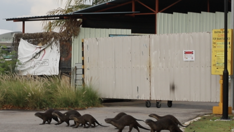 Otters in Singapore 