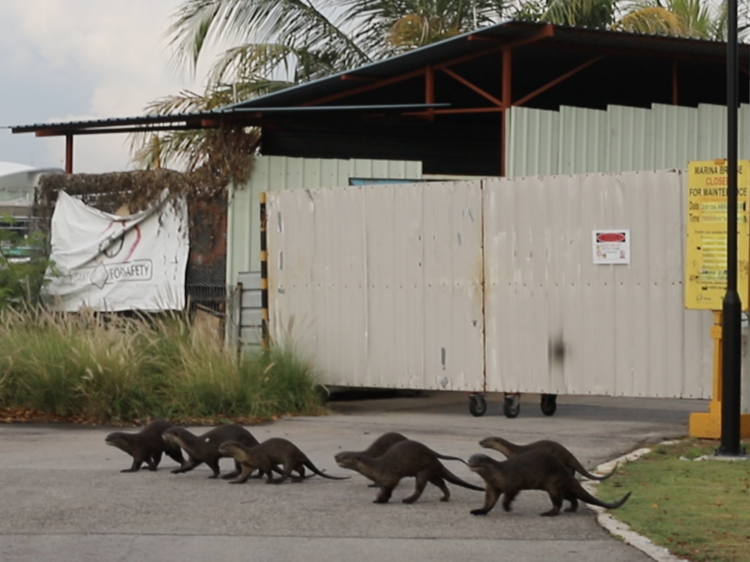 Otters in Singapore 