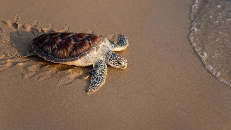 Turtles in Phang Nga 