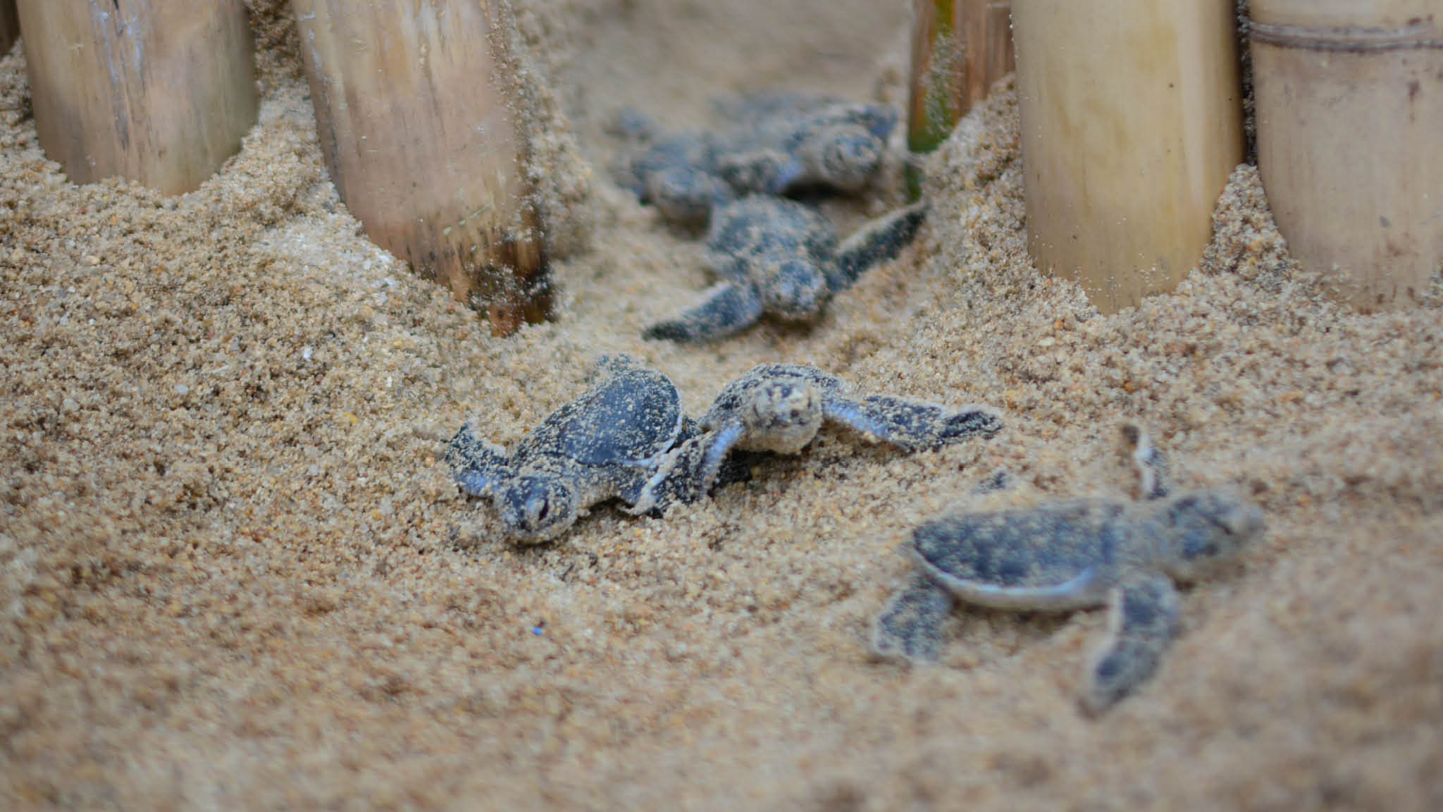Green Turtles Banyan Tree Samui