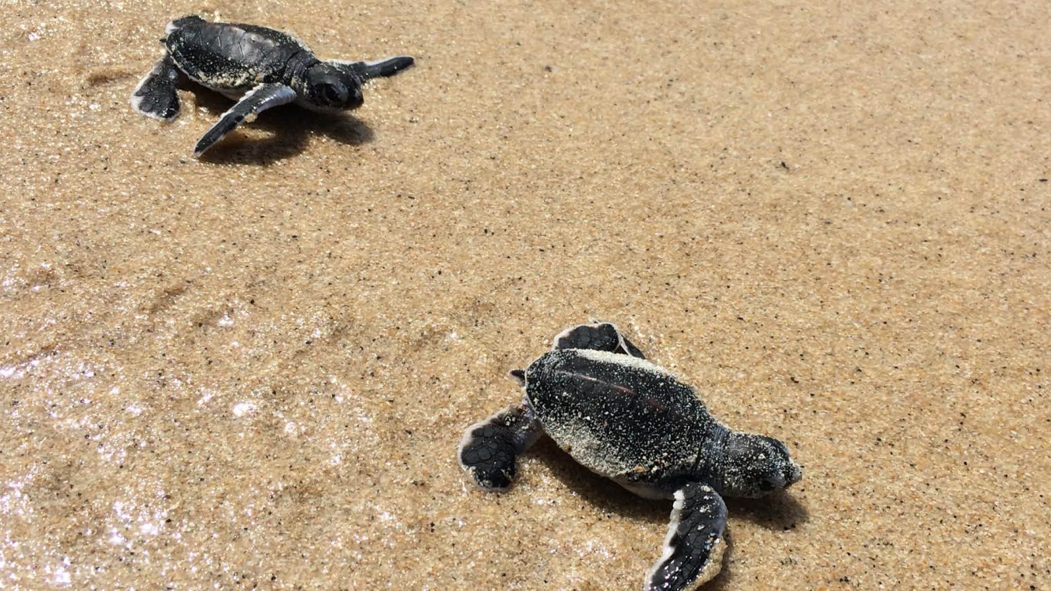 In Pictures: Koh Samui Witnessed Green Turtle Hatchlings For The First 