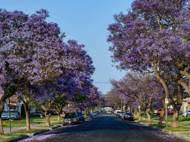 Jacarandas Jacarandas
